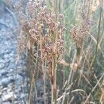 Juncus maritimus leaf picture by Daniel PIACERE (cc-by-sa)