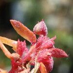 Euphorbia maculata fruit picture by Llandrich anna (cc-by-sa)