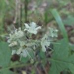 Hydrophyllum virginianum flower picture by Lara Lara Hill (cc-by-sa)