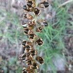 Dyckia floribunda fruit picture by Trap Hers (cc-by-sa)