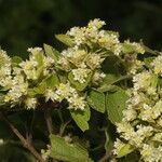 Lippia cardiostegia habit picture by Nelson Zamora Villalobos (cc-by-nc)