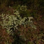 Turnera diffusa habit picture by Nelson Zamora Villalobos (cc-by-nc)