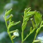 Valeriana tripteris fruit picture by Llandrich anna (cc-by-sa)