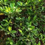 Gardenia oudiepe habit picture by Richard Chesher (cc-by-sa)