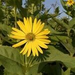 Silphium perfoliatum flower picture by richard burger (cc-by-sa)