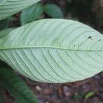 Notopleura siggersiana leaf picture by Nelson Zamora Villalobos (cc-by-nc)