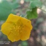 Abutilon indicum flower picture by Rajendra Rajendra Choure (cc-by-sa)