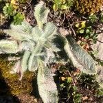 Hieracium bombycinum leaf picture by Diego Alex (cc-by-sa)