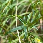 Rhinanthus glacialis leaf picture by grutz (cc-by-sa)