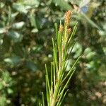 Pinus halepensis leaf picture by patrick Heuret (cc-by-sa)