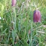 Fritillaria pyrenaica habit picture by Lejarazu Edorta (cc-by-sa)