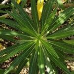 Echium decaisnei leaf picture by Dieter Albrecht (cc-by-sa)