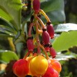 Berberis goudotii fruit picture by Fabien Anthelme (cc-by-sa)