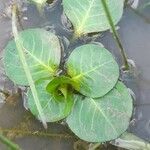 Ludwigia peploides leaf picture by Trap Hers (cc-by-sa)