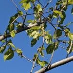 Ulmus laevis leaf picture by Sabina Hartmann (cc-by-sa)