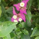 Bougainvillea glabra flower picture by Maria Rebeca (cc-by-sa)