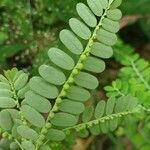 Phyllanthus amarus fruit picture by Etienne Noel (cc-by-sa)