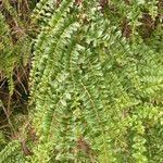 Coriaria ruscifolia leaf picture by Víquez Carazo Manuel (cc-by-sa)