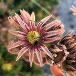 Sempervivum vicentei flower picture by Diego Alex (cc-by-sa)