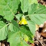 Physalis viscosa habit picture by Trap Hers (cc-by-sa)