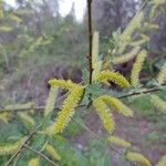 Salix caroliniana flower picture by Chris Griggs (cc-by-sa)