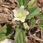 Sida alba flower picture by susan brown (cc-by-sa)