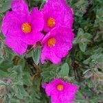 Cistus crispus flower picture by Claude Morel (cc-by-sa)