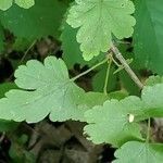 Ribes cynosbati leaf picture by Holly Nobles (cc-by-sa)