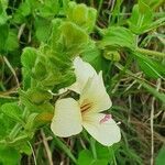 Barleria robertsoniae flower picture by susan brown (cc-by-sa)