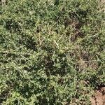 Solanum arundo habit picture by susan brown (cc-by-sa)