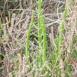 Salicornia europaea leaf picture by Christian Verfaille (cc-by-sa)