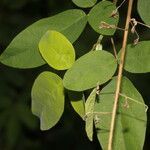 Desmodium procumbens leaf picture by Nelson Zamora Villalobos (cc-by-nc)