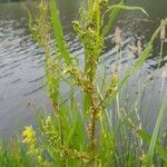 Rumex palustris flower picture by Jose van der Lee (cc-by-sa)