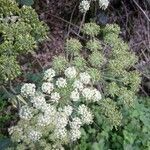 Angelica sylvestris flower picture by Vojtěch Polák (cc-by-sa)