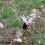 Crupina vulgaris flower picture by Hugo Dumonteil (cc-by-sa)