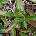 Gentiana alpina leaf picture by Georges Kunstler (cc-by-sa)