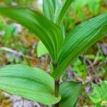 Epipactis atrorubens leaf picture by Pierre LEON (cc-by-sa)