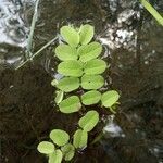 Salvinia natans leaf picture by Imtiyaz Ahmad (cc-by-sa)