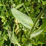 Centaurea uniflora leaf picture by Denis Bastianelli (cc-by-sa)