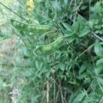 Lathyrus pratensis fruit picture by beurny (cc-by-sa)