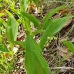 Convallaria majalis habit picture by raphaelh (cc-by-sa)