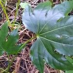 Fatsia japonica leaf picture by Tina McLean (cc-by-sa)