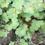 Geranium sibiricum leaf picture by Raffaello 2 Garofalo (cc-by-sa)