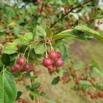 Malus hupehensis leaf picture by Hayley Schultz (cc-by-sa)