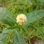 Alternanthera philoxeroides flower picture by Villena Rojas Marcelo (cc-by-sa)