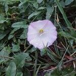 Convolvulus arvensis flower picture by Delphine Kor (cc-by-sa)