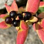 Lonicera caprifolium fruit picture by Jacques Zuber (cc-by-sa)