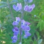 Lupinus nootkatensis flower picture by kirsti spencer (cc-by-sa)