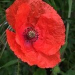 Papaver rhoeas flower picture by L. Crutzen (cc-by-sa)