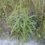 Helianthus maximiliani habit picture by Aaron Harp (cc-by-sa)